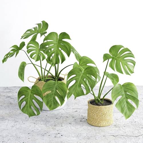 '3dsky Pro - Monstera 3' '3dsky Pro - Monstera 3'