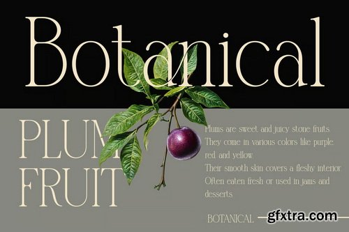 Blunder Modern Serif Typeface