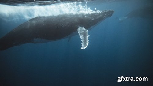 ArtList - Humpback Whales - 4K/HD Collections