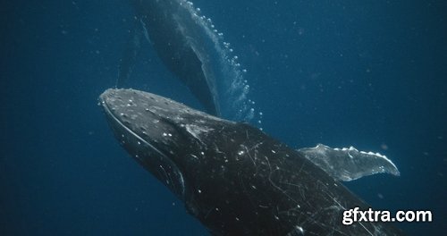 ArtList - Humpback Whales - 4K/HD Collections