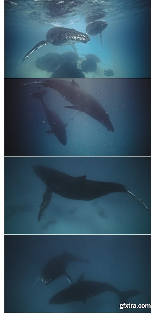 ArtList - Humpback Whales - 4K/HD Collections