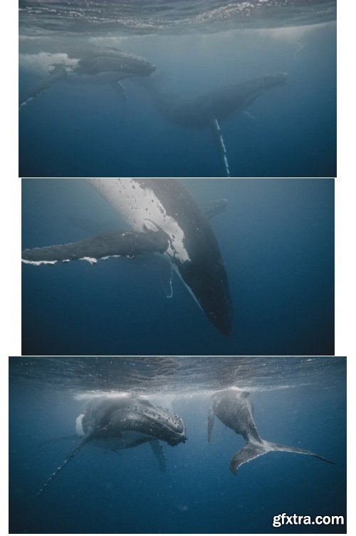 ArtList - Humpback Whales - 4K/HD Collections