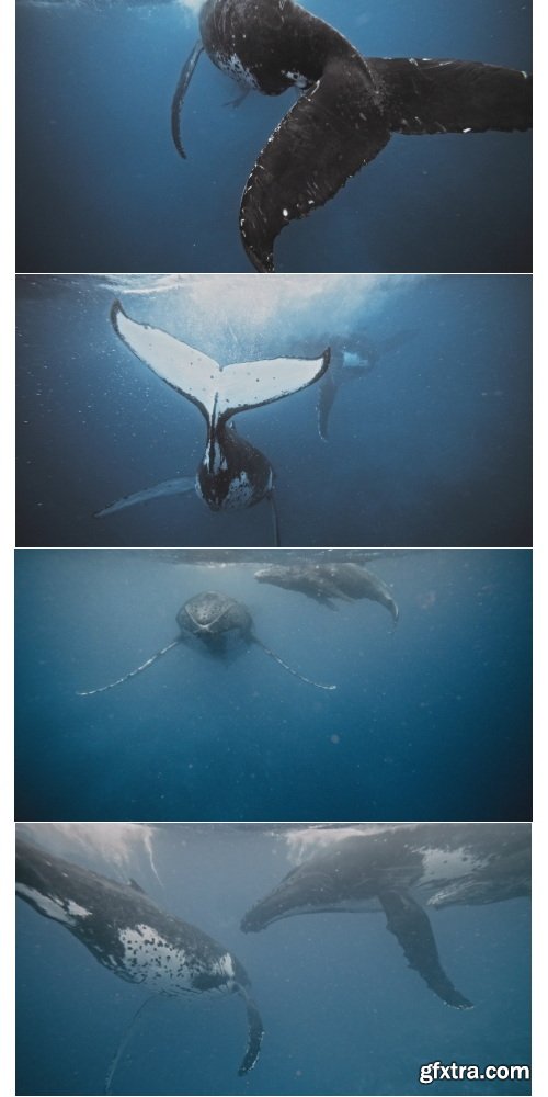 ArtList - Humpback Whales - 4K/HD Collections