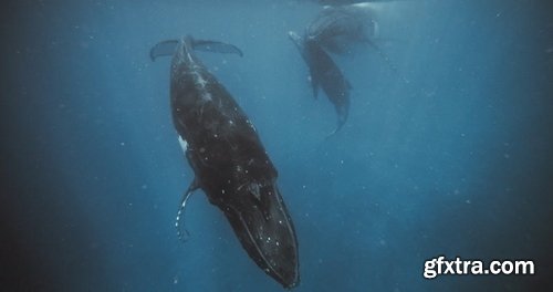 ArtList - Humpback Whales - 4K/HD Collections