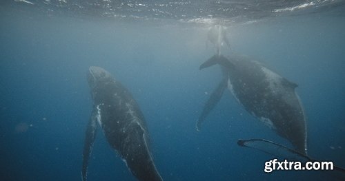 ArtList - Humpback Whales - 4K/HD Collections