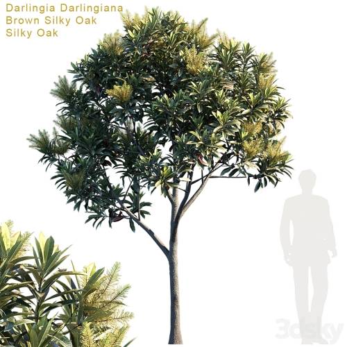 '3dsky Pro - Darlingia Darlingiana | Brown Silky Oak'