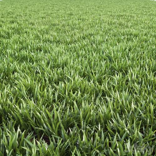 '3dsky Pro - Arch_grass 02'