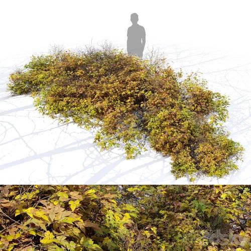 '3dsky Pro - Bush 024' '3dsky Pro - Bush 024'