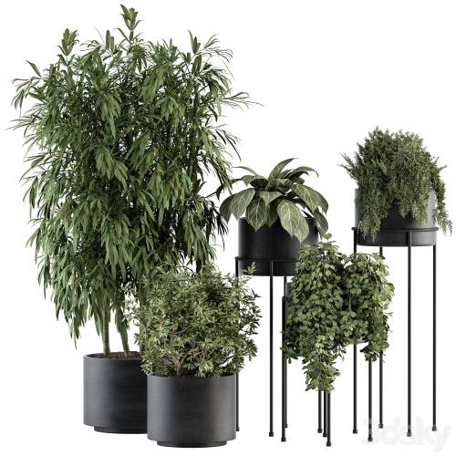 '3dsky Pro - indoor Plant Set 355- Tree and Plant Set in Black pot'