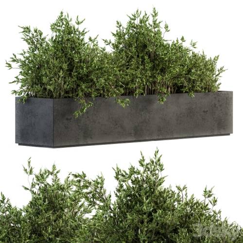 '3dsky Pro - Outdoor Plants tree in Concrete Box - Set 126'