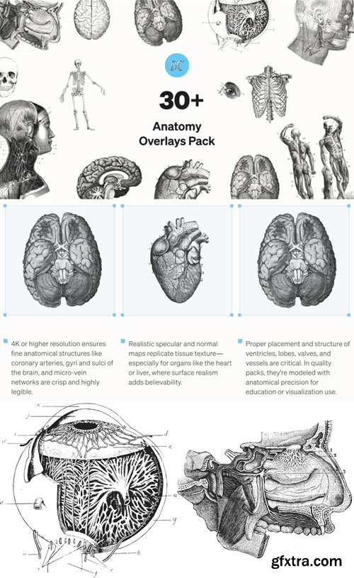 Anatomy HQ Overlays Pack for Photoshop Anatomy HQ Overlays Pack for Photoshop