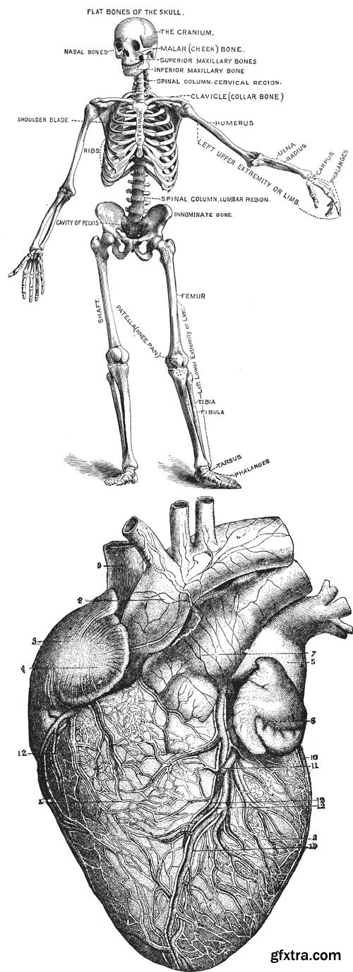 Anatomy HQ Overlays Pack for Photoshop Anatomy HQ Overlays Pack for Photoshop