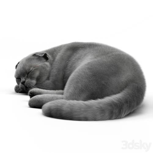 '3dsky Pro - CAT 6 Corona' '3dsky Pro - CAT 6 Corona'