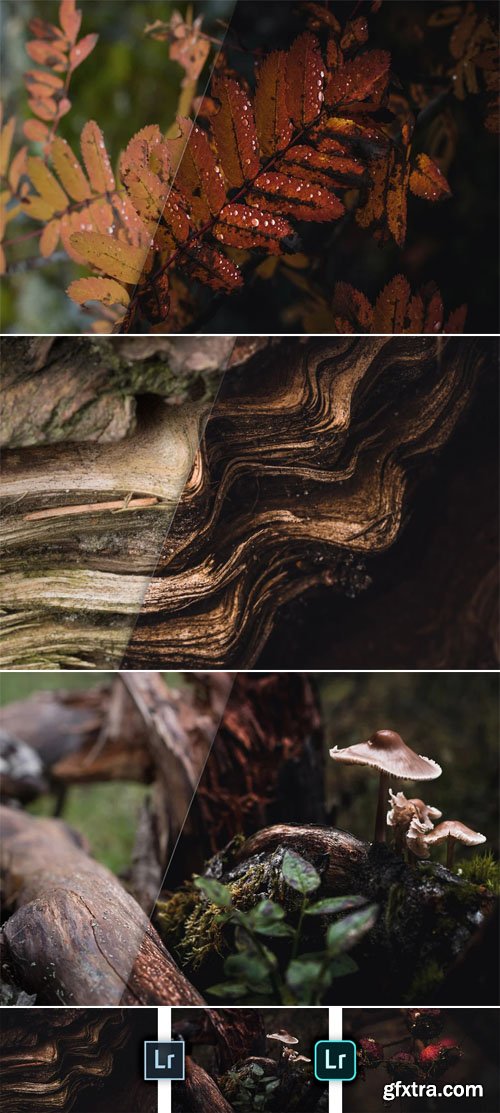 Dark Forest Tales Mobile & Desktop Presets for Lightroom Dark Forest Tales Mobile & Desktop Presets for Lightroom