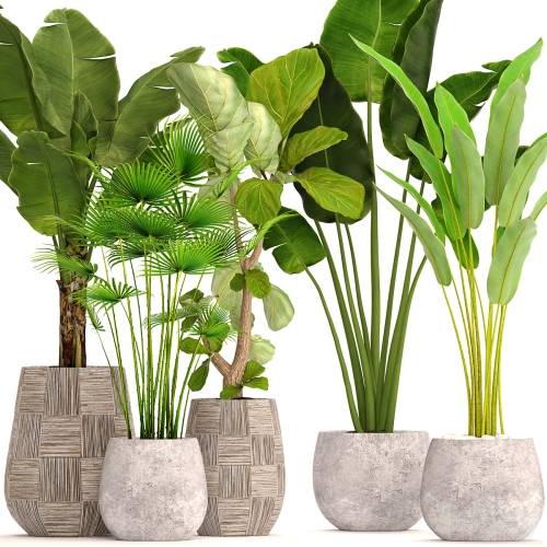 '3dsky Pro - Collection of plants in pots 41. concrete pot, flowerpot, bush, banana palm, ficus lyrata, fan palm, strelitzia'