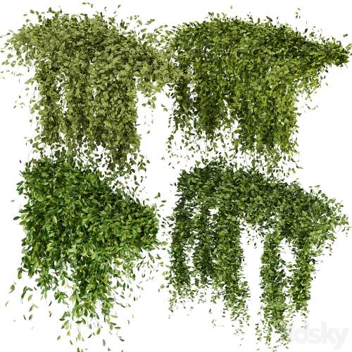 '3dsky Pro - Collection Plant Vol 293 - Fitowall - Leaf - Ivy'