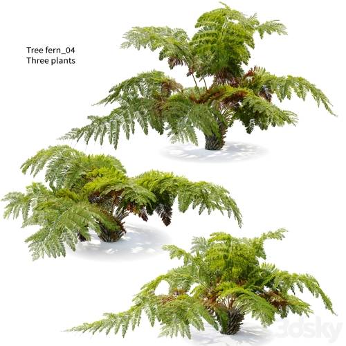 '3dsky Pro - tree fern 04' '3dsky Pro - tree fern 04'