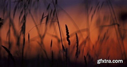 Artlist - Wind Mill - HD Collections