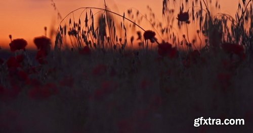 Artlist - Wind Mill - HD Collections