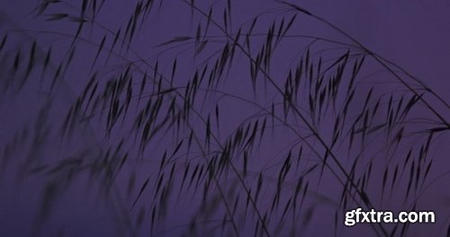 Artlist - Wind Mill - HD Collections