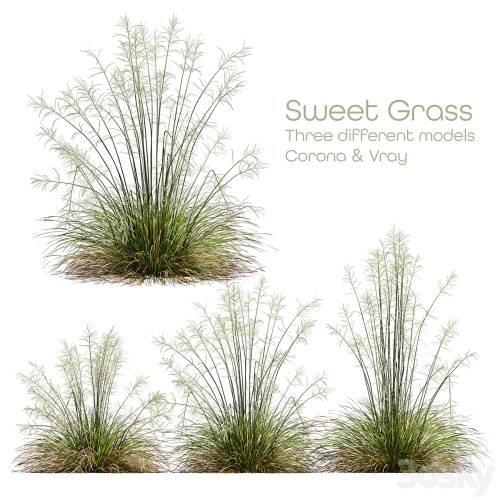'3dsky Pro - HQ Plants Stipa arundinacea Sweet Grass'