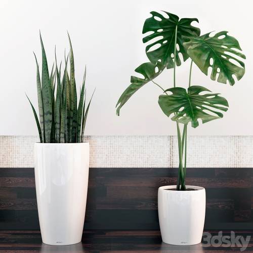 '3dsky Pro - sansevieria, monstera' '3dsky Pro - sansevieria, monstera'