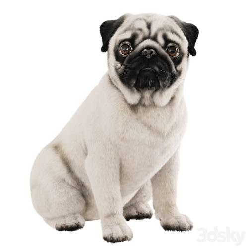 '3dsky Pro - Realistic pug dog' '3dsky Pro - Realistic pug dog'