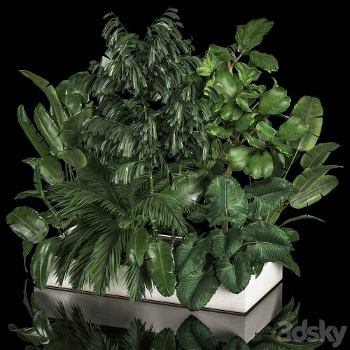'3dsky Pro - A collection of plants from a thicket of a home garden of palm, strelitzia, flowerpot, ficus lirata. 1113.' '3dsky Pro - A collection of plants from a thicket of a home garden of palm, strelitzia, flowerpot, ficus lirata. 1113.'