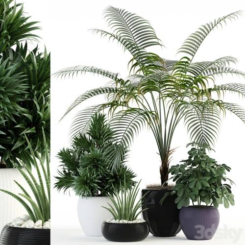 '3dsky Pro - Plants collection 86' '3dsky Pro - Plants collection 86'
