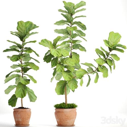 '3dsky Pro - Ficus lyrata. Collection. 3. decorative, clay pot, clinker, flowerpot, bush, flower, Ficus lyrata' '3dsky Pro - Ficus lyrata. Collection. 3. decorative, clay pot, clinker, flowerpot, bush, flower, Ficus lyrata'