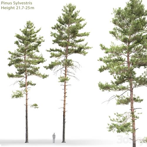 '3dsky Pro - Pine' '3dsky Pro - Pine'