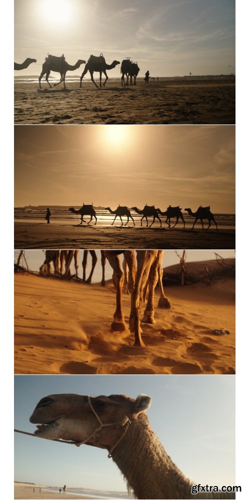 Artlist - Coast of Essaouira - 4K ProRes UHQ Collections