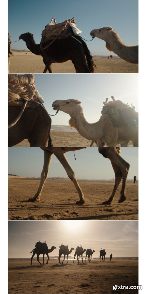 Artlist - Coast of Essaouira - 4K ProRes UHQ Collections