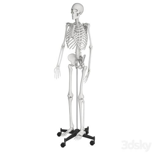'3dsky Pro - Human skeleton'