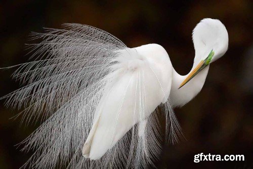 Cornell Lab Bird Academy - Melissa Groo - Bird Photography
