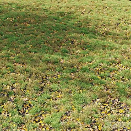 '3dsky Pro - Autumn Grass 01'