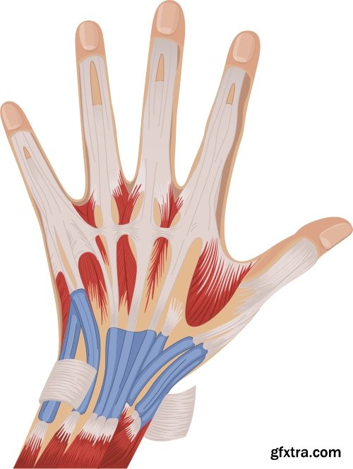 Medical Vectors #10, 25xEPS