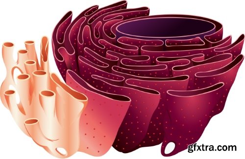 Medical Vectors #10, 25xEPS