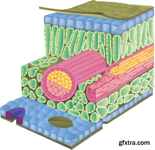 Medical Vectors #10, 25xEPS