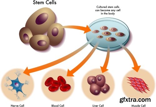 Medical Vectors #12, 25xEPS