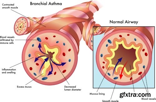 Medical Illustrations #2, 25xEPS