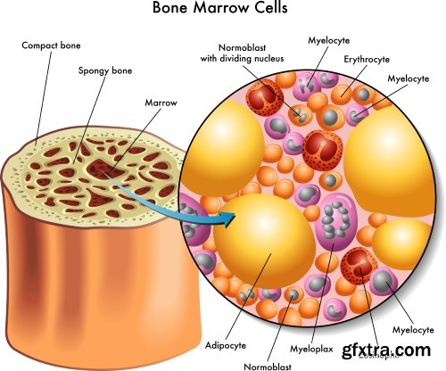 Medical Illustrations #2, 25xEPS