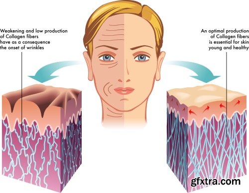 Medical Illustrations #2, 25xEPS