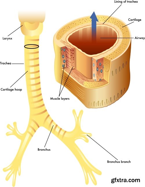 Medical Vectors #6, 25xEPS
