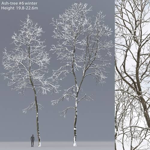 '3dsky Pro - Winter Ash | Ash-tree winter # 6 (19.8-22.6)'