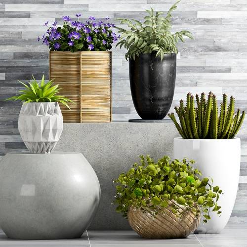 '3dsky Pro - PLANT SET - 72' '3dsky Pro - PLANT SET - 72'