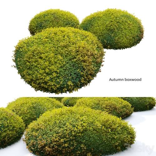 '3dsky Pro - Autumn boxwood'