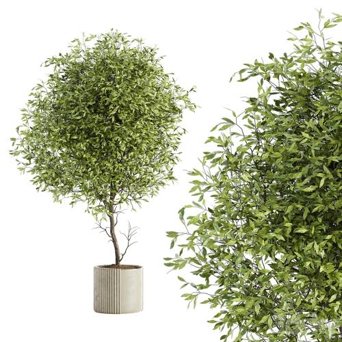 '3dsky Pro - Indoor Plant Set 050'