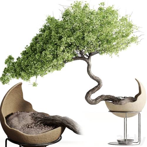 '3dsky Pro - houseplants-indoor-Bonsai-039'