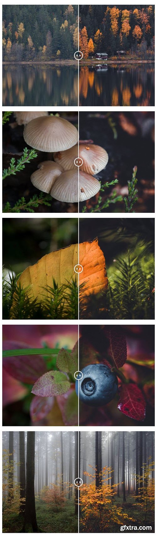 Autumn Forest - Mobile & Desktop Lightroom Presets Pack